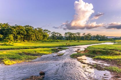 Jungle scenery at Chitwan National Park, Nepal
